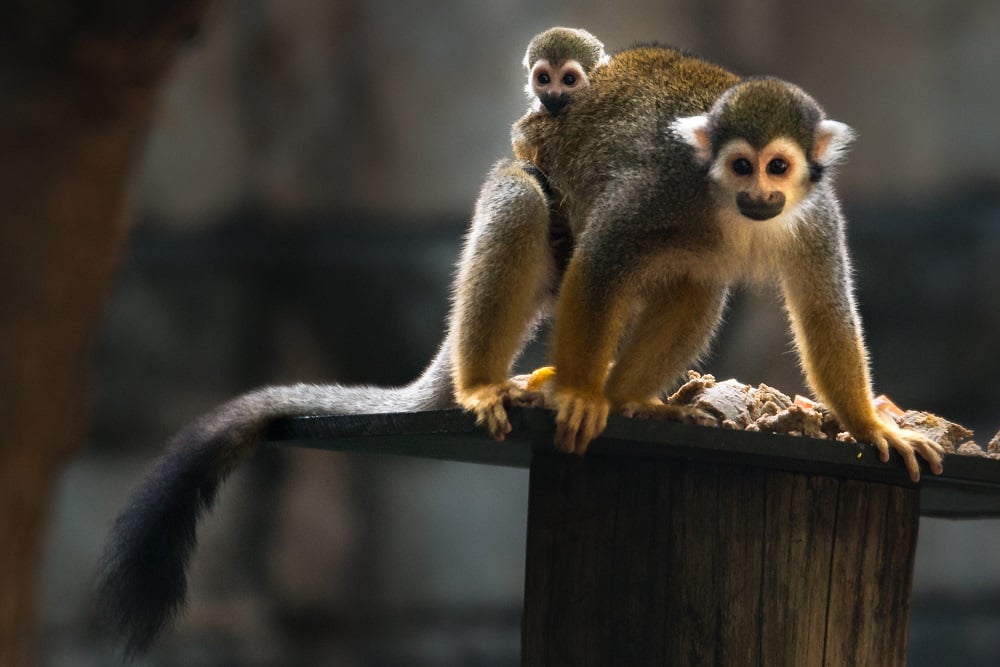 Hôm nay tuổi Thân sẽ gặp được tin vui liên quan đến khía cạnh tài chính, song chuyện tình cảm lại không mấy suôn sẻ